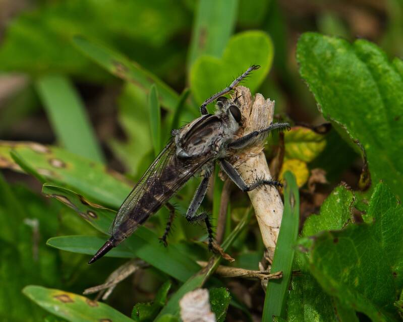 Triorla Robber Fly (1)