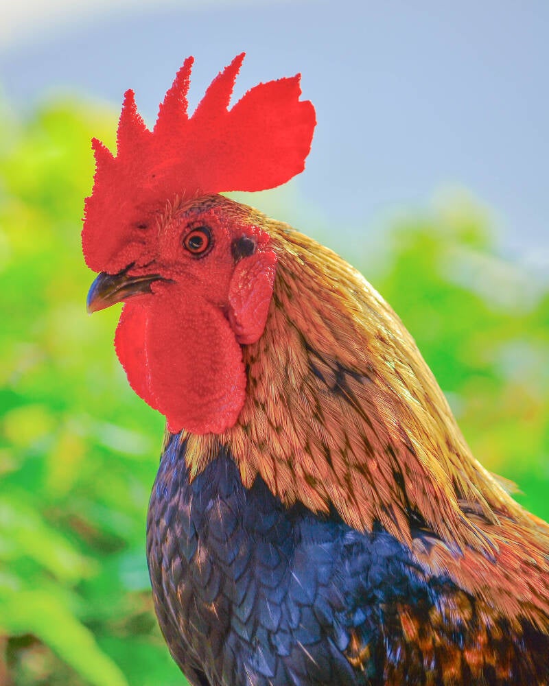 Domestic Chicken (1)