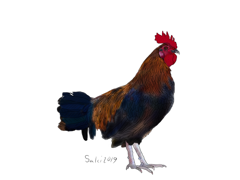 Rooster