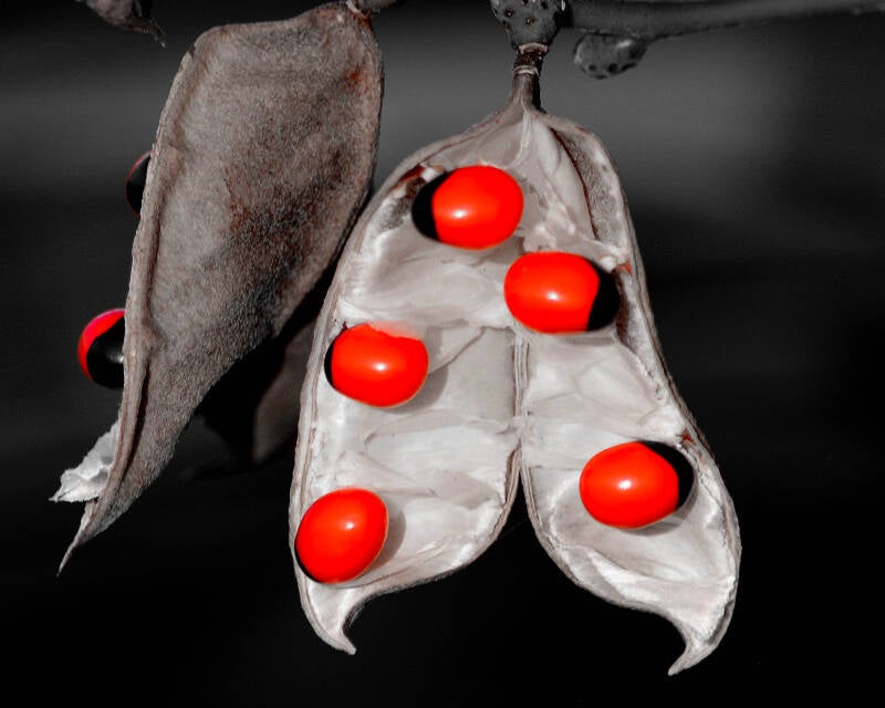 Rosary Pea (1)