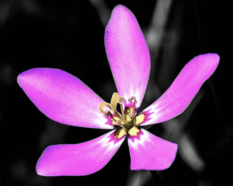 Marsh Pink (1)