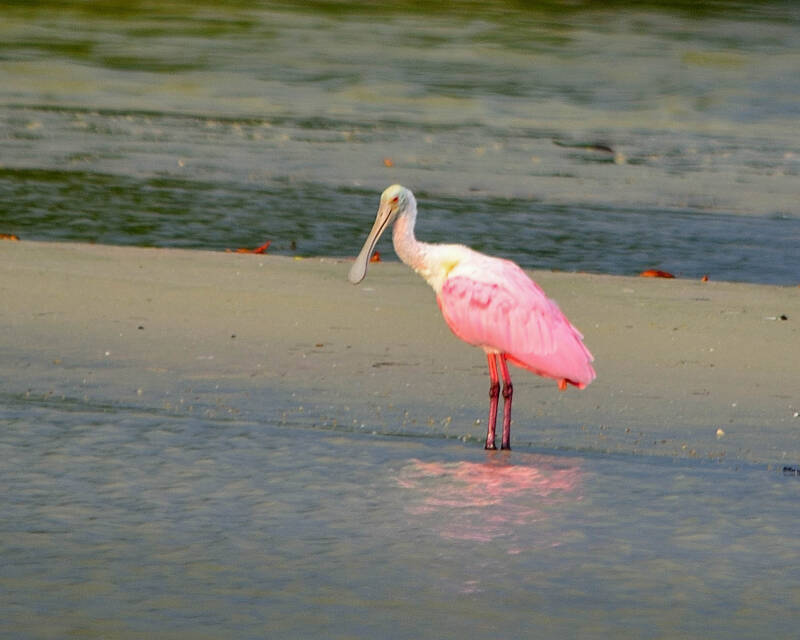 Roseate Spoonbill (4)
