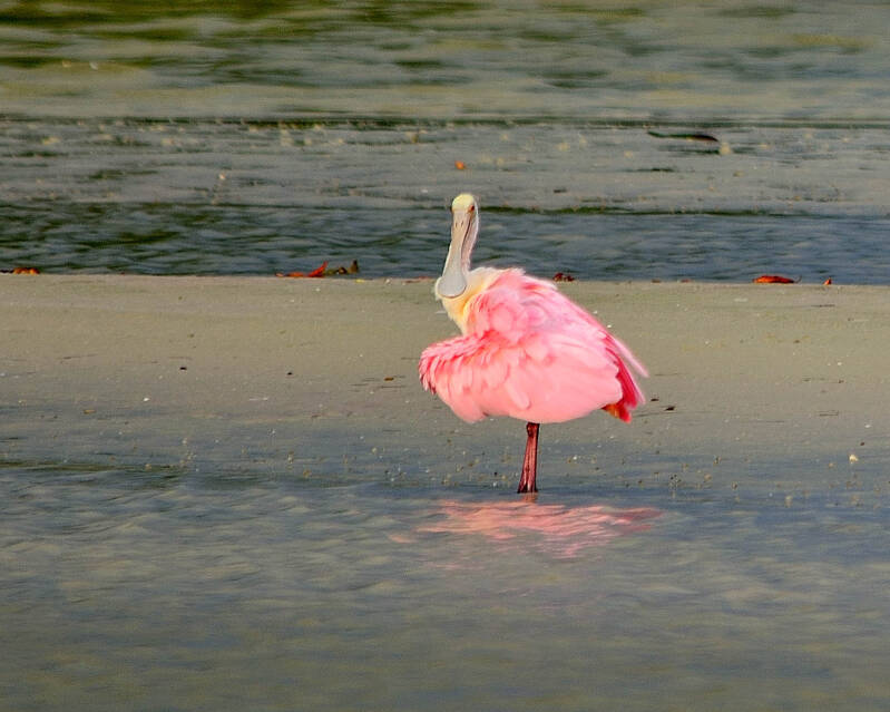 Roseate Spoonbill (5)