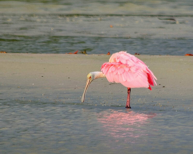Roseate Spoonbill (6)