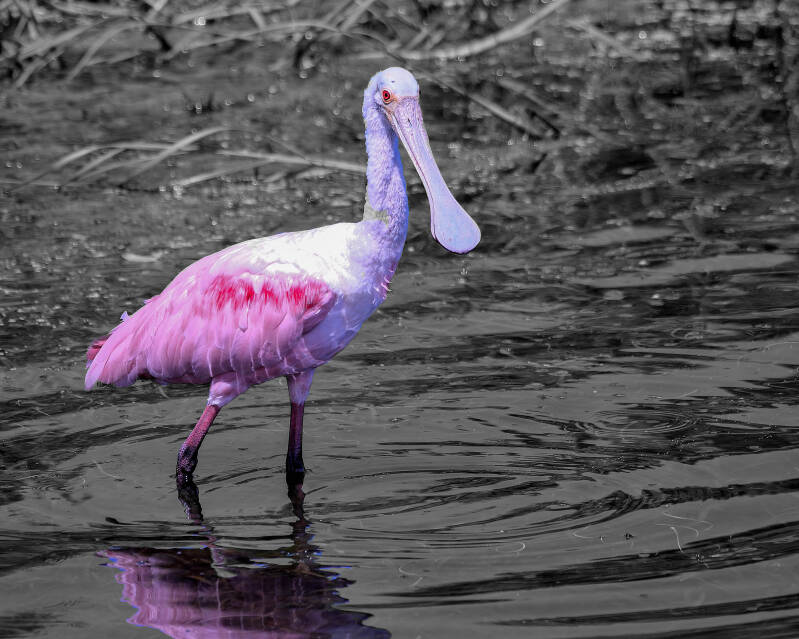 Roseate Spoonbill (2)