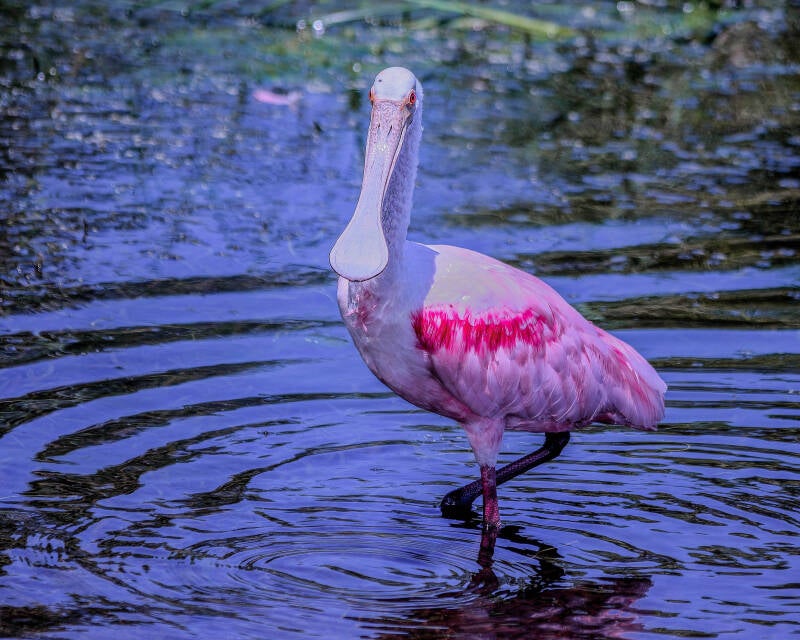 Roseate Spoonbill (3)