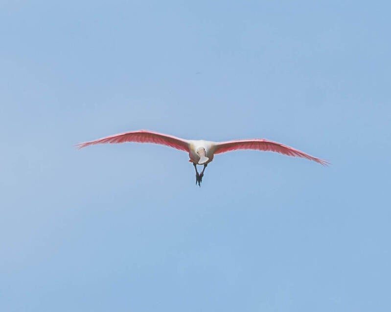 Roseate Spoonbill (7)