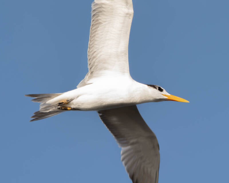 Royal Tern (4)