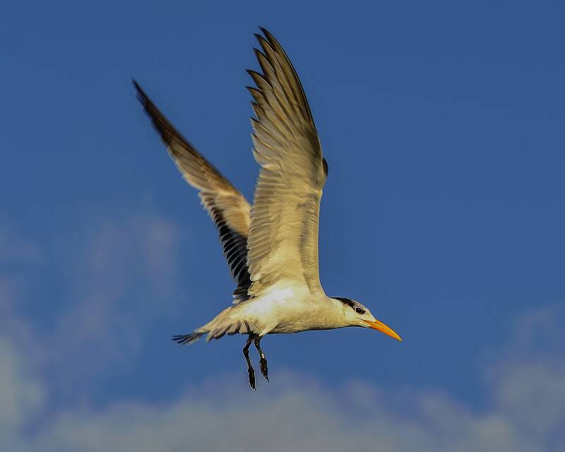 Royal Tern (1)