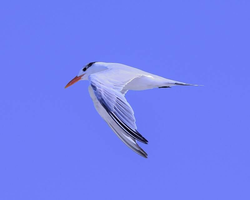 Royal Tern (2)