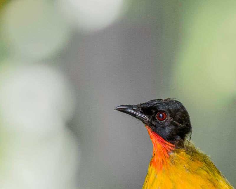 Ruby-Throated Bulbul (1)