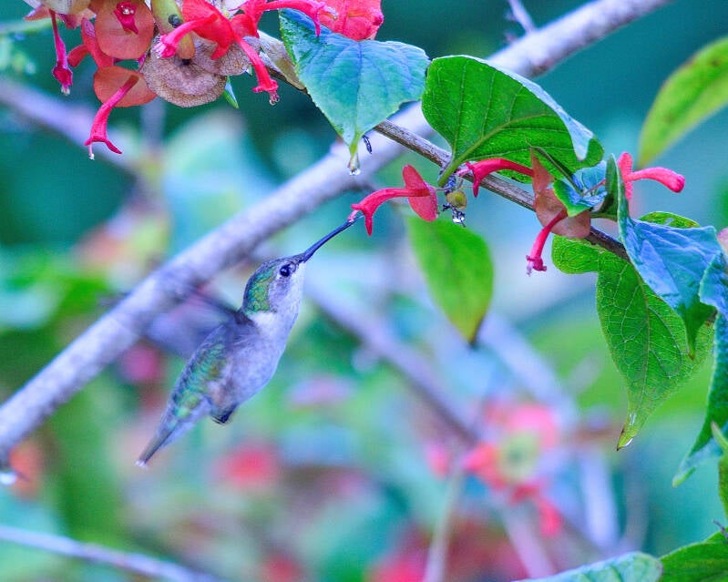 Ruby-Throated Humingbird (1)