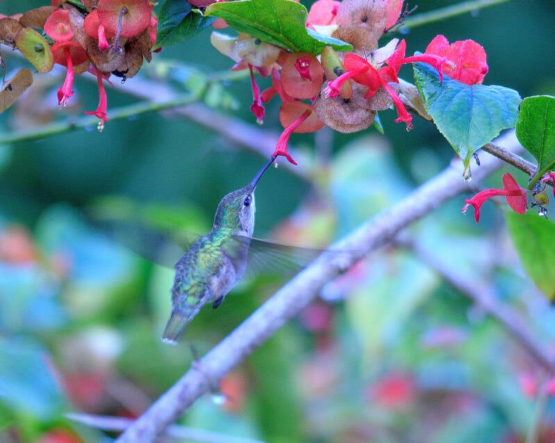 Ruby-Throated Humingbird (2)