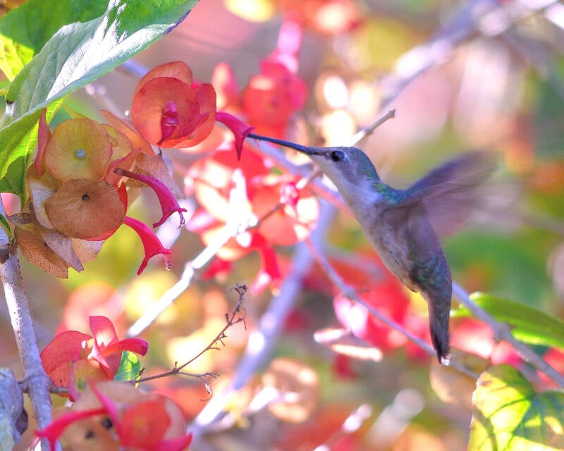 Ruby-Throated Humingbird (3)
