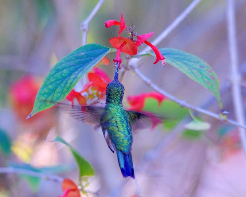 Ruby-Throated Humingbird (4)