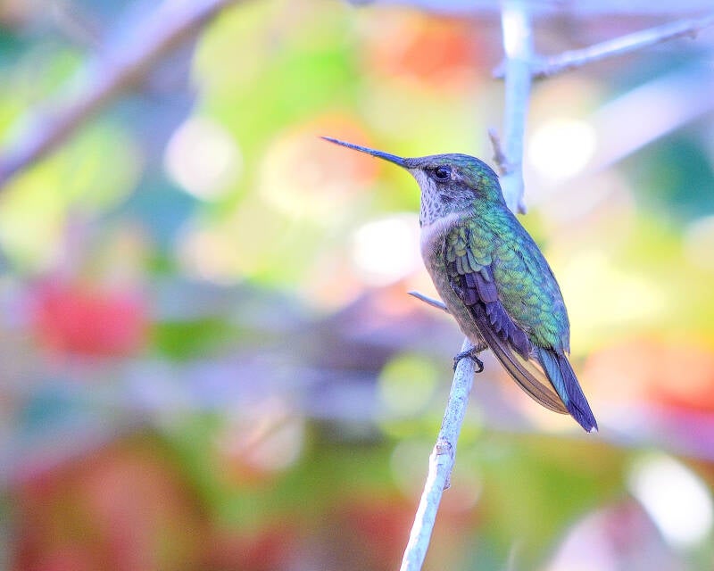 Ruby-Throated Humingbird (5)