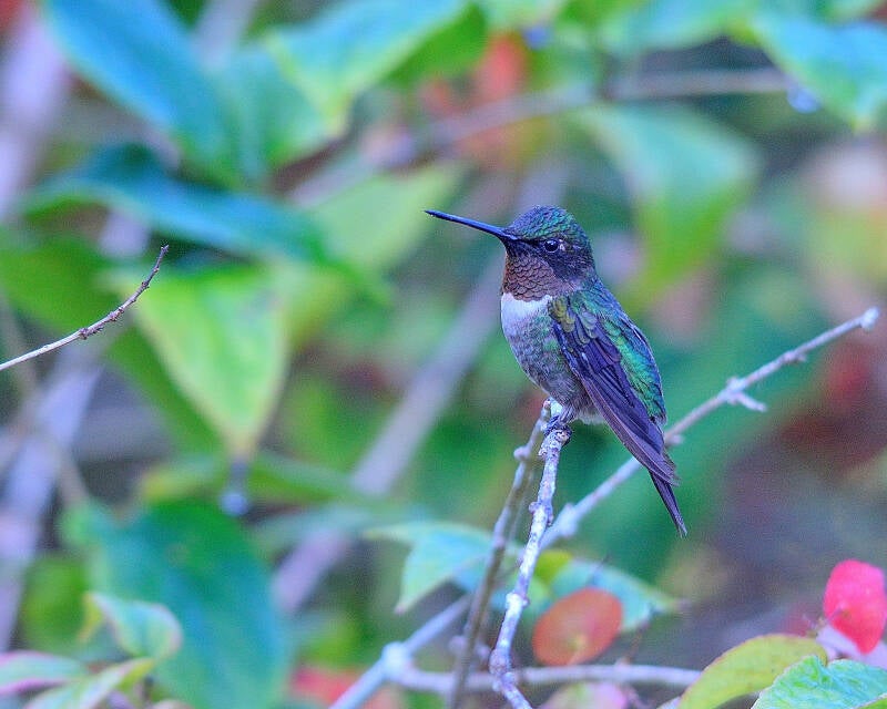 Ruby-Throated Humingbird (6)