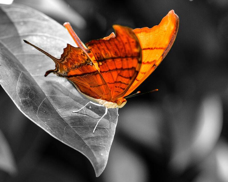 Ruddy Daggerwing (1)