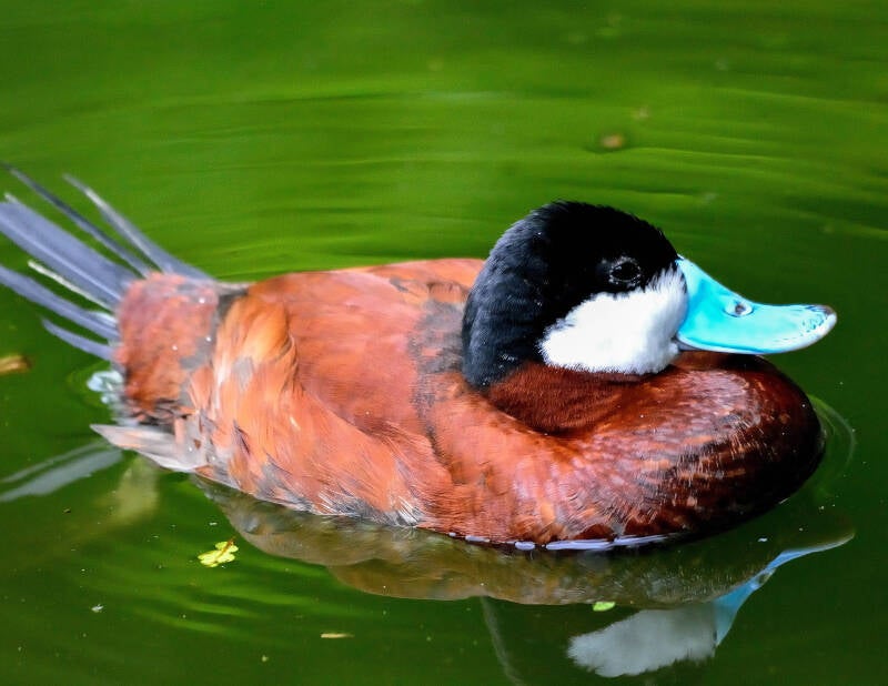 Ruddy Duck (3)