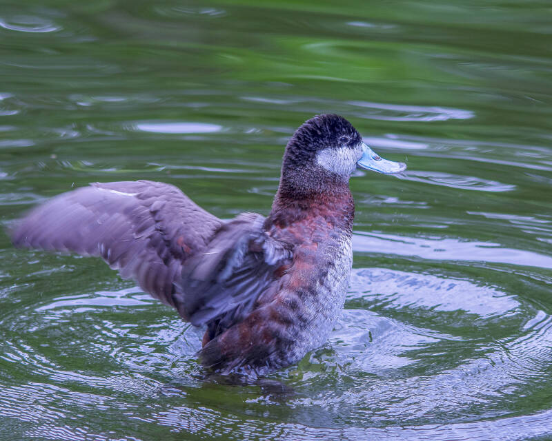 Ruddy Duck (1)