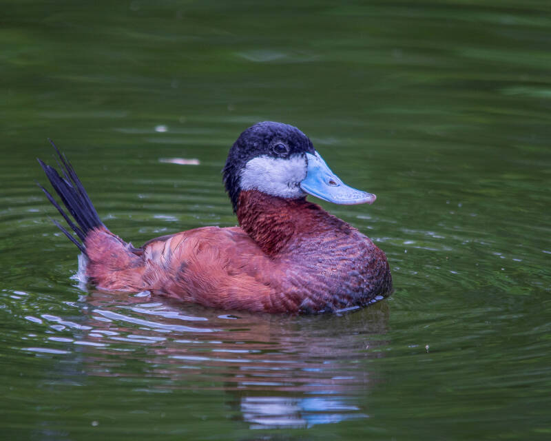 Ruddy Duck (2)