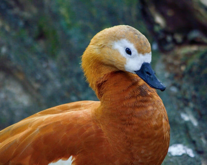 Ruddy Shelduck (2)