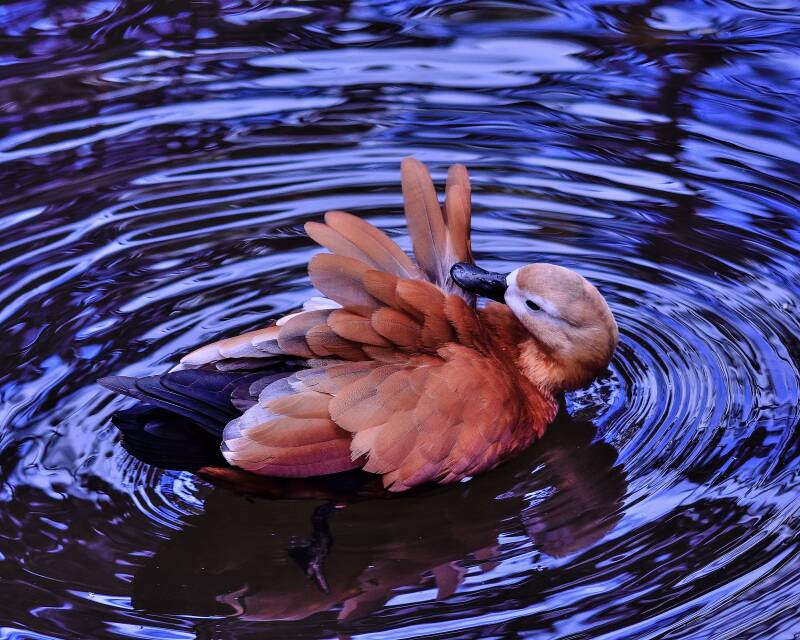 Ruddy Shelduck (1)