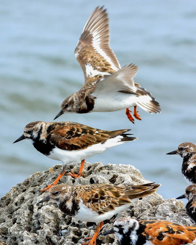 Ruddy Turnstone (2)