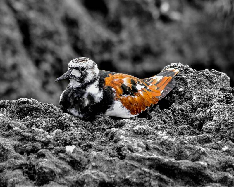 Ruddy Turnstone (1)