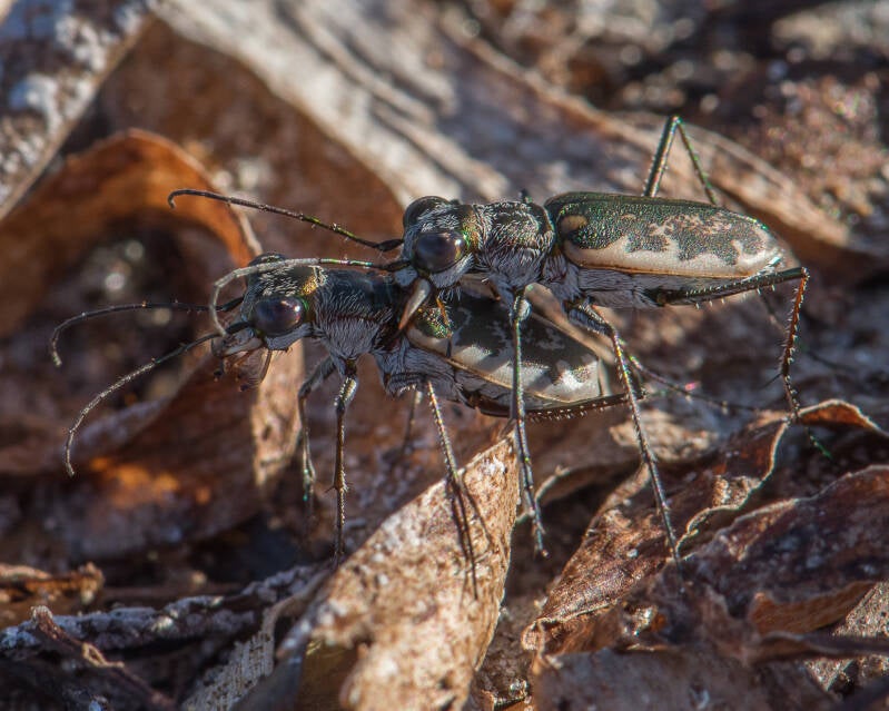 Marginated Tiger Beetle (1)