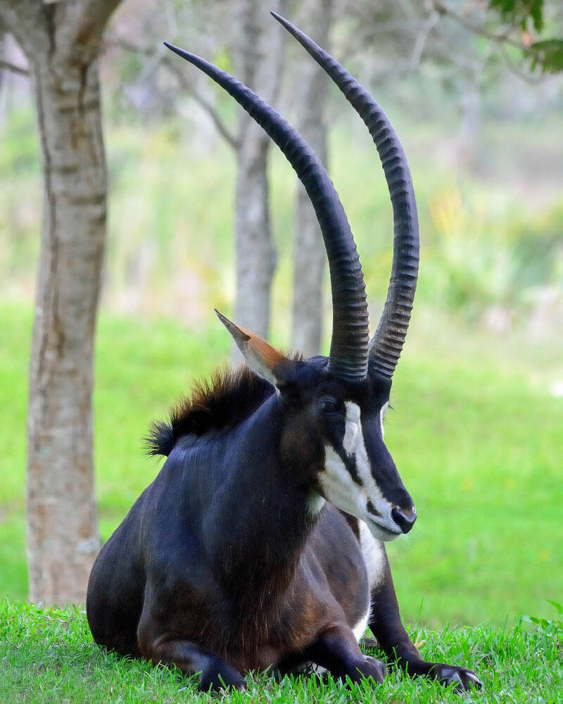 Sable Antellope (1)
