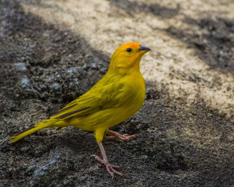 Safron Finch (1)