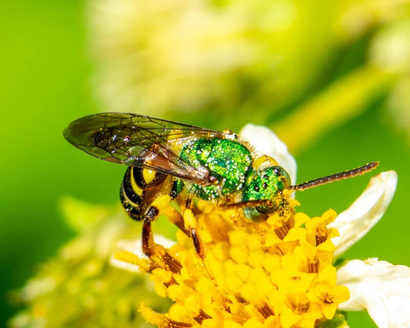 Agapstemon poeyi Furrow Bee (1)
