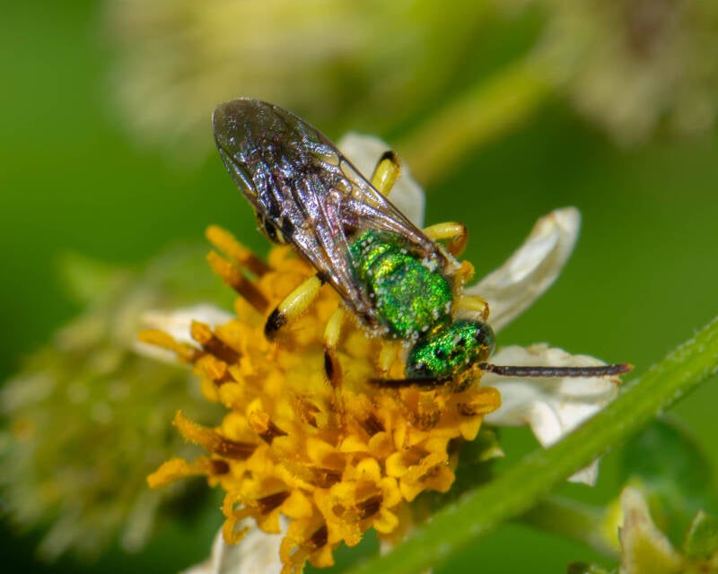 Agapstemon poeyi Furrow Bee (2)