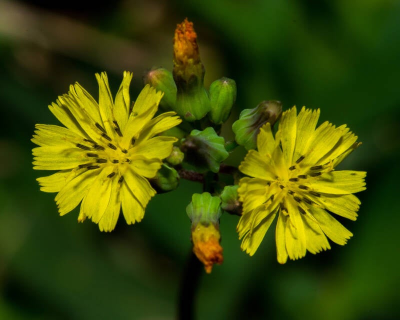 Oriental False Hawksbeard (1)