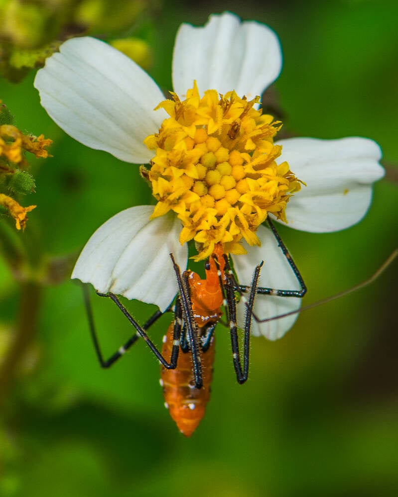 Milkweed Assassin Bug (9)