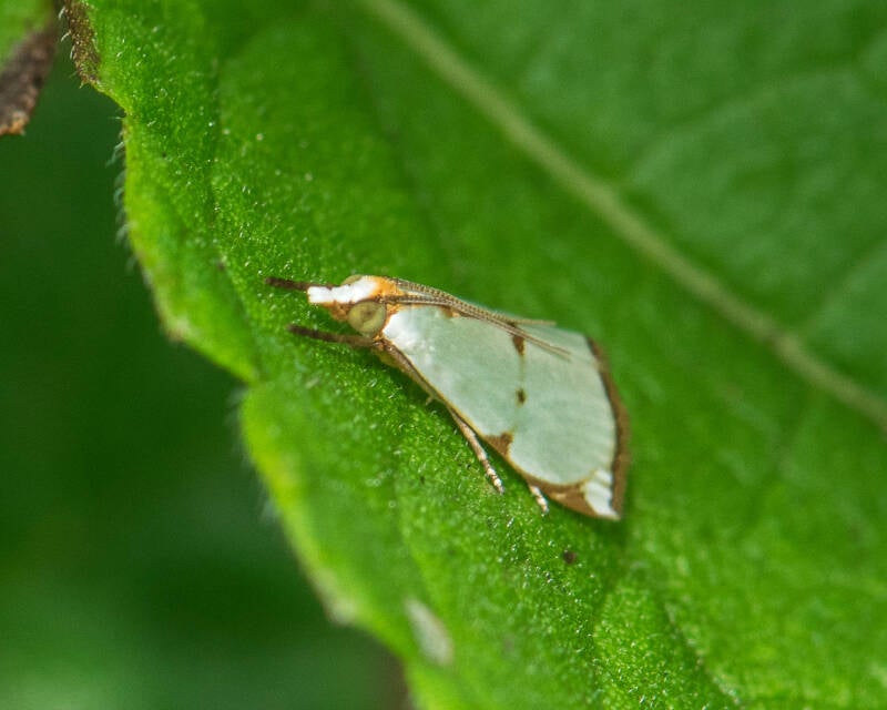 Southern Mliky Argyria Moth (2)