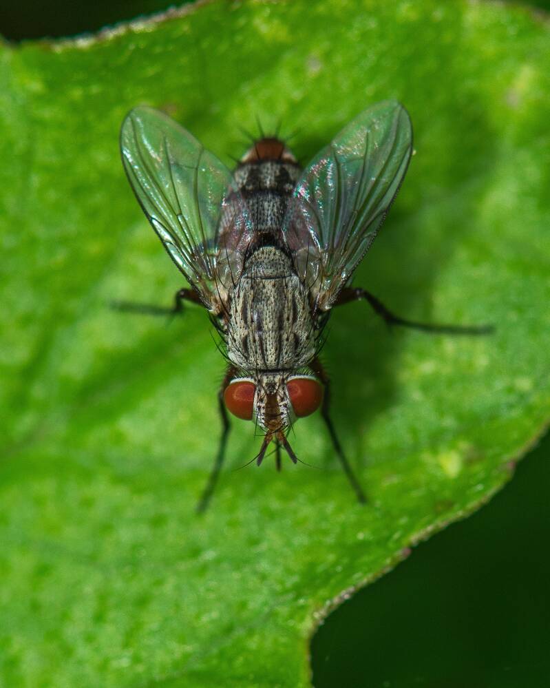 Flesh Fly (3)