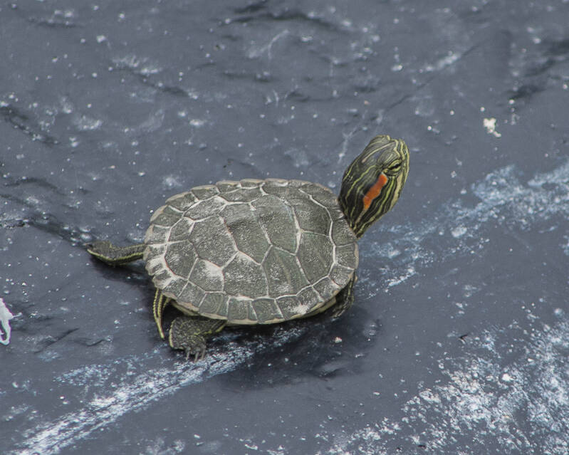 Red-Eared Slider (2)