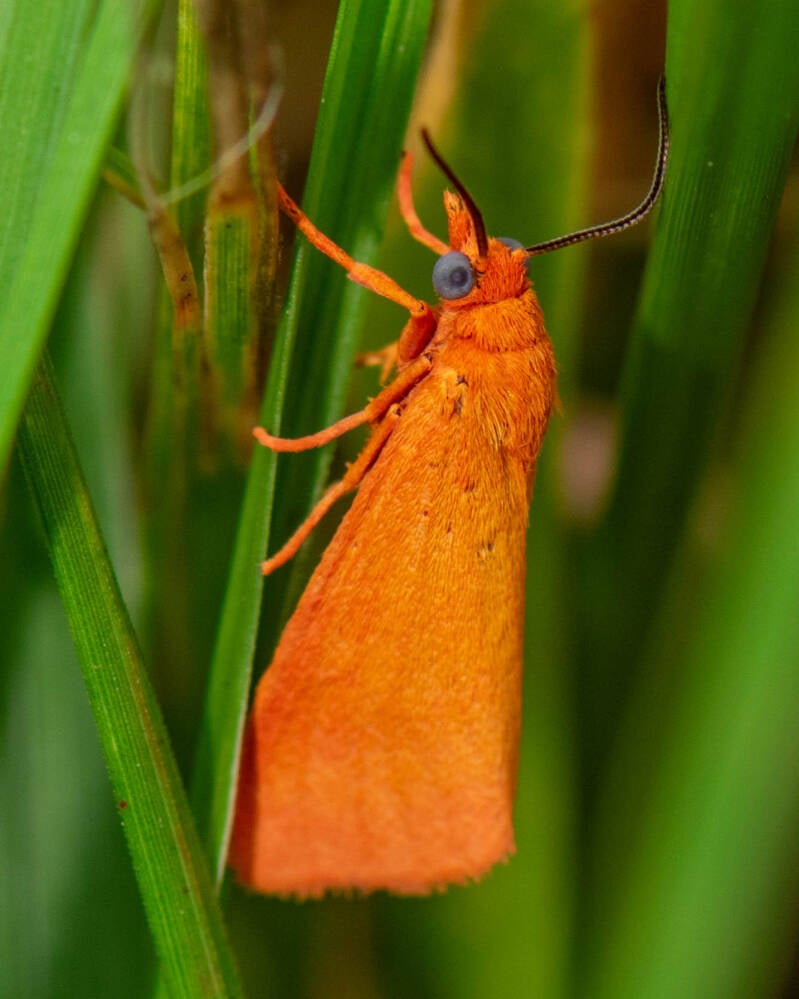 Wine-Tinted Oenobotys Moth (1)