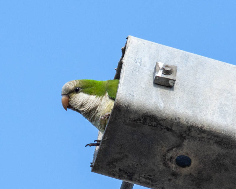 Monk Parakeet (1)