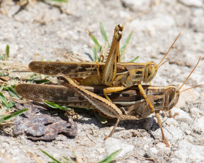 American Bird Grasshopper (5)