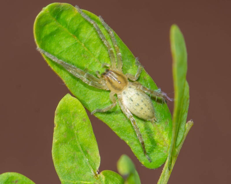 Garden Ghost Spider (1)