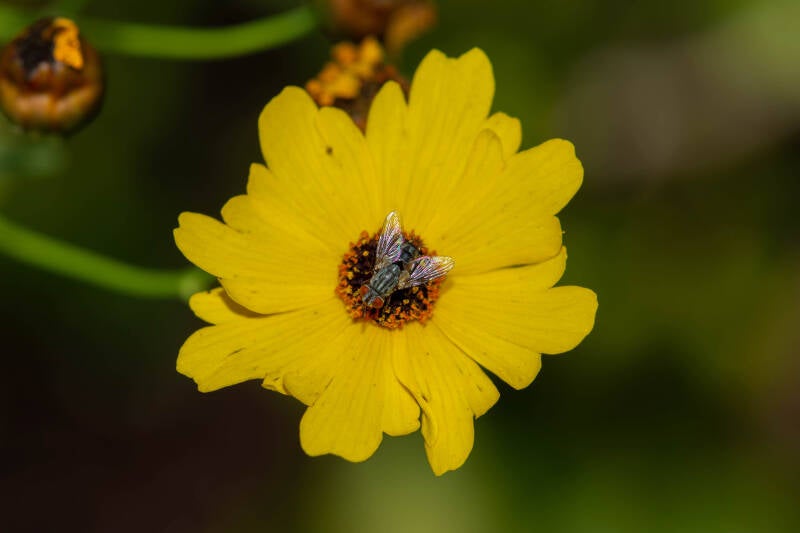 Flesh Fly (9)