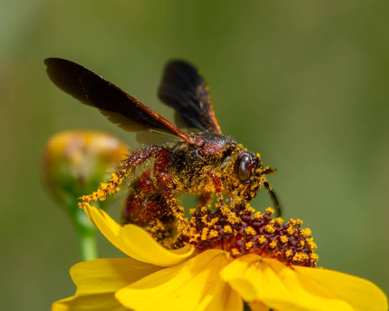 Nobel Scoliid Wasp (6)