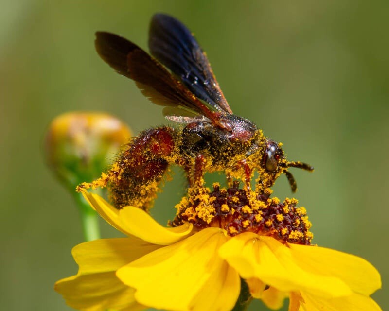 Nobel Scoliid Wasp (7)