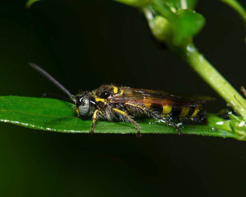 Three-Banded Scoliid Wasp (2)