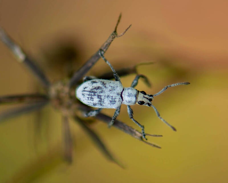 Sri Lanka Weevil (6)