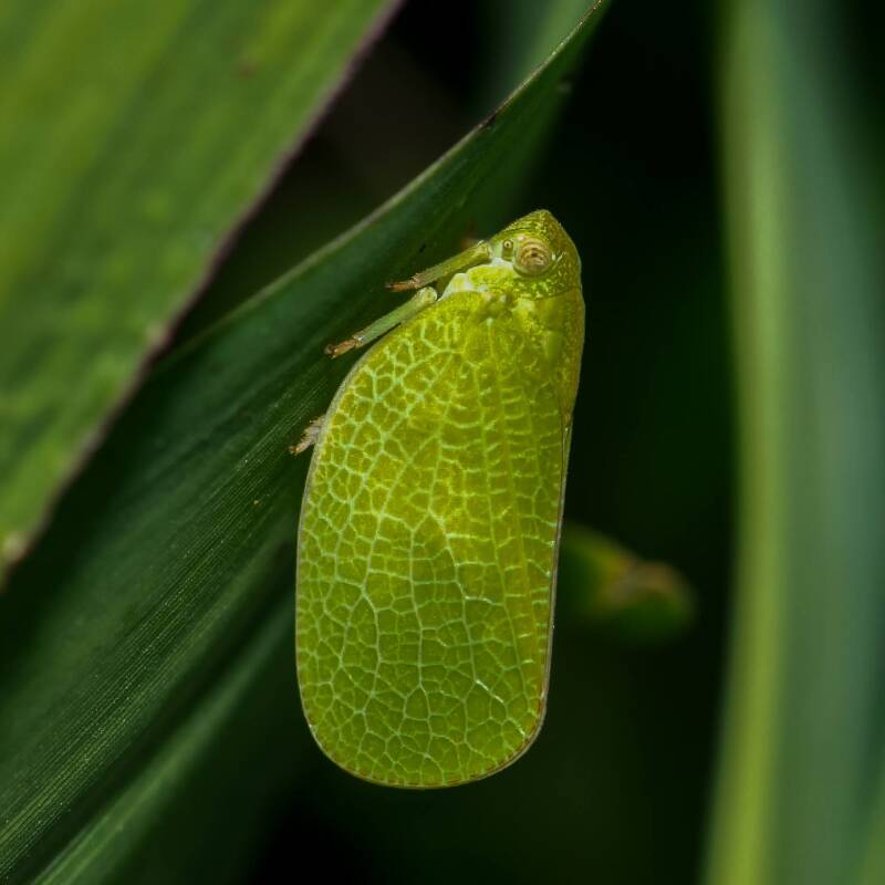 Acanoliid Planthopper (1)
