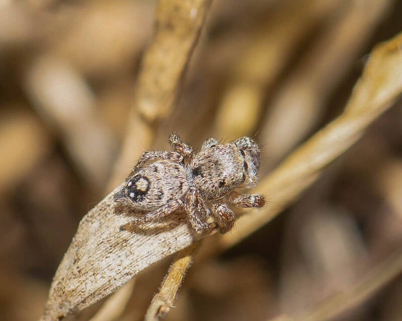 Habronattus brunneus Jumping Spider (2)